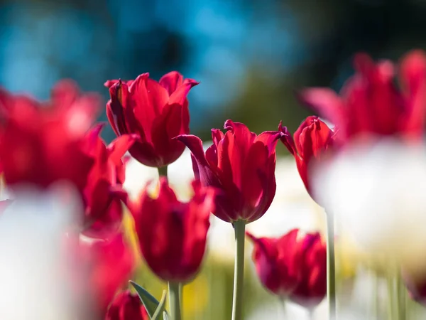 Tulipas vermelhas brilhantes. Cama de flores ou jardim com diferentes variedades de tulipas . — Fotografia de Stock