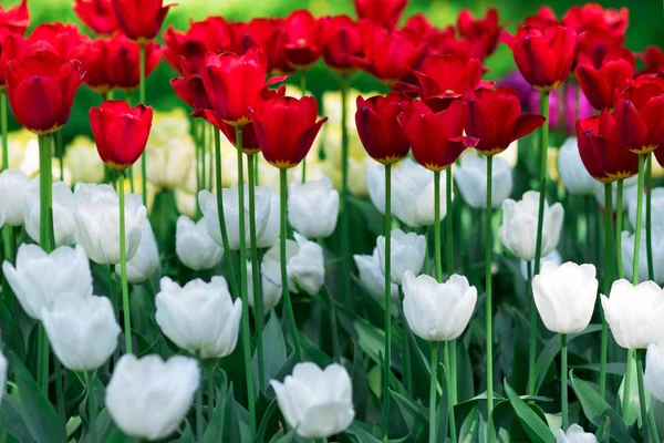 Tulipány. Záhon nebo zahrada s různé odrůdy tulipánů. — Stock fotografie