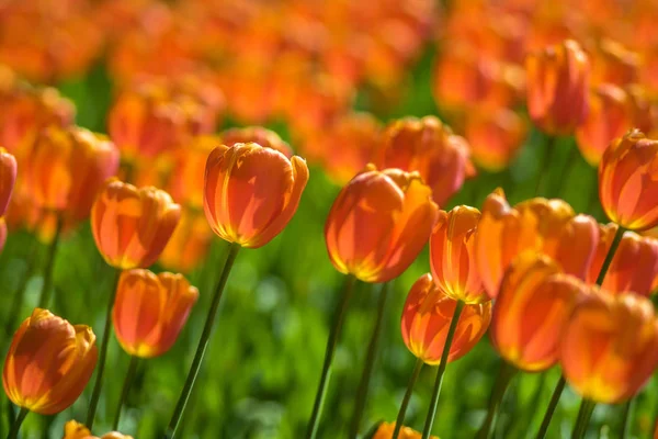 Tulipány. Záhon nebo zahrada s různé odrůdy tulipánů. — Stock fotografie