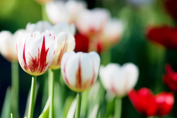 Tulipány. Záhon nebo zahrada s různé odrůdy tulipánů. — Stock fotografie
