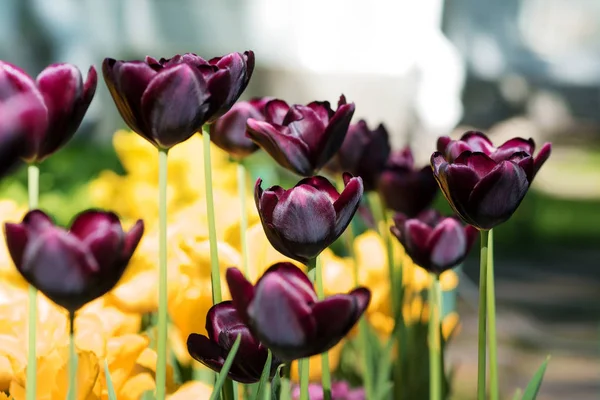 exotic dark Burgundy Tulips. Flower bed or garden with different varieties of tulips.