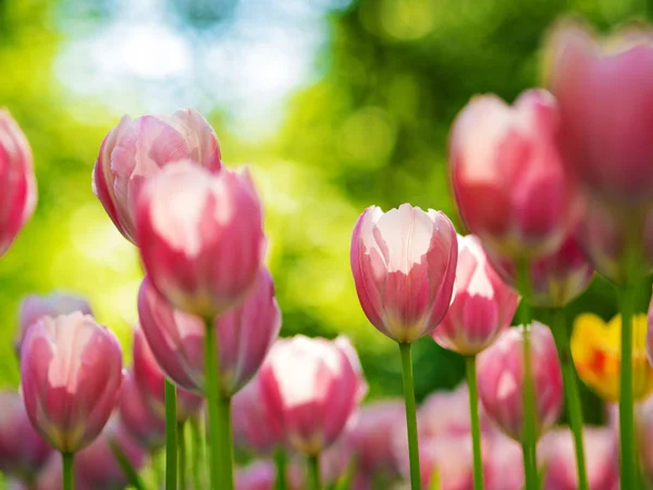 Růžové tulipány. Záhon nebo zahrada s různé odrůdy tulipánů. — Stock fotografie