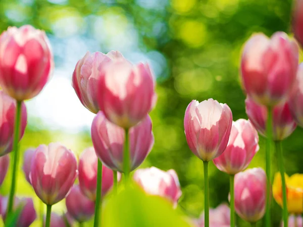 Pembe lale. Çiçek yatak ya da bahçe lale farklı çeşitleri ile. 