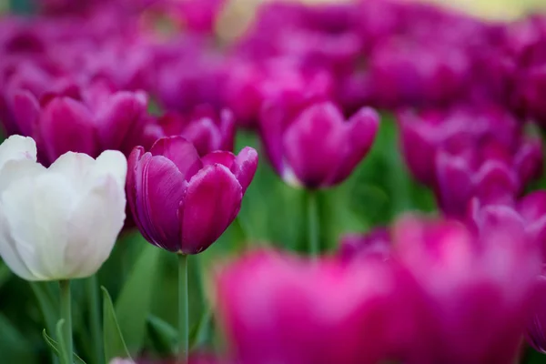 Tulipas Roxas. Cama de flores ou jardim com diferentes variedades de tulipas . — Fotografia de Stock