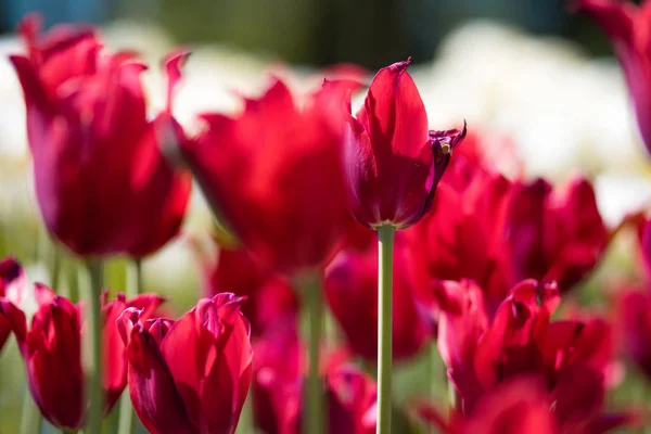 Ljusa röda tulpaner. Blomma säng eller trädgård med olika sorter av tulpaner. — Stockfoto