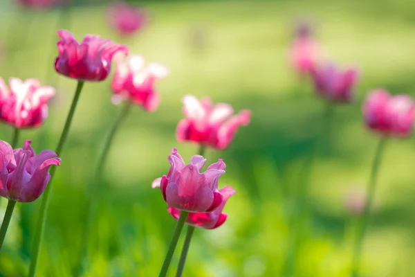 Růžové tulipány. Záhon nebo zahrada s různé odrůdy tulipánů. — Stock fotografie