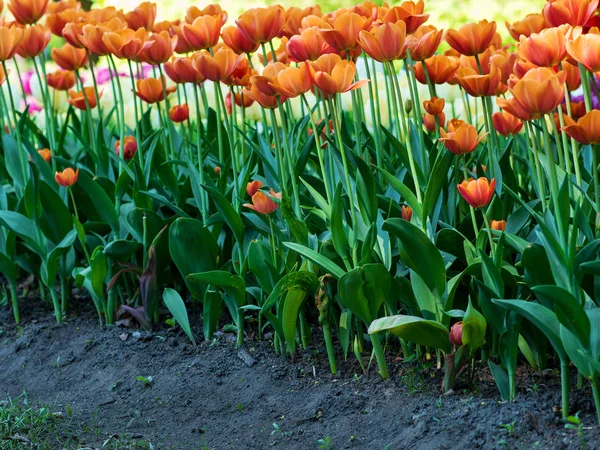 Tulipas laranja. Cama de flores ou jardim com diferentes variedades de tulipas . — Fotografia de Stock