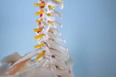 Servikal vertebra. Boyun. Mavi arka plan üzerinde insan iskelet parçası