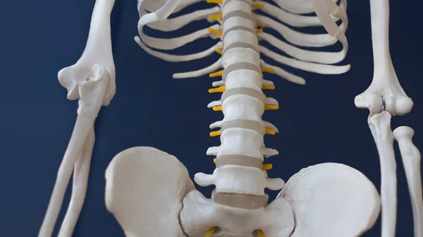 Fragmento de un esqueleto humano sobre un fondo negro. Pelvis y columna vertebral —  Fotos de Stock