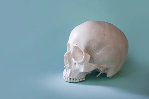 Crânio humano sem mandíbula no fundo azul claro . — Fotografia de Stock