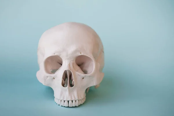 Calavera humana sin mandíbula sobre fondo azul claro . — Foto de Stock