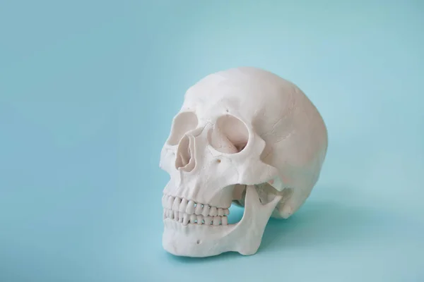 Calavera humana sobre fondo azul claro . — Foto de Stock