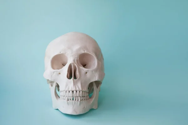 Crânio humano sobre fundo azul claro . — Fotografia de Stock