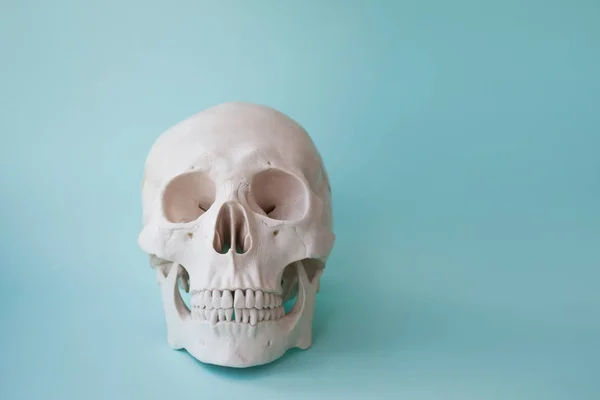 Calavera humana sobre fondo azul claro . — Foto de Stock