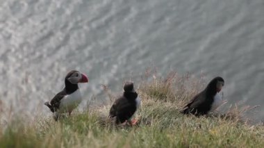 İzlanda, puffins grup. Bir uçurum kuşlarda yakın çekim