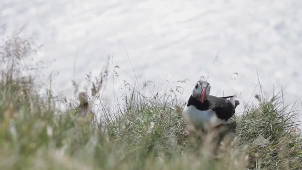 Ισλανδία, ομάδα puffins. Πουλιά σε ένα βράχο, γκρο πλαν — Αρχείο Βίντεο