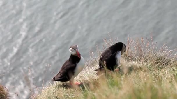 Island, grupp av lunnefåglar. Fåglar på en klippa, närbild — Stockvideo