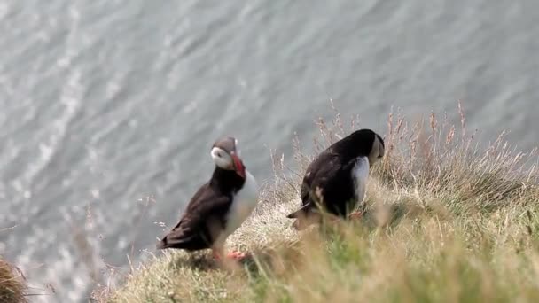 Ισλανδία, ομάδα puffins. Πουλιά σε ένα βράχο, γκρο πλαν — Αρχείο Βίντεο