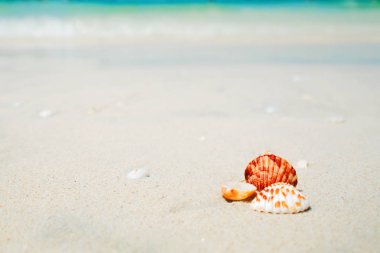 Yaz arka plan, tropik deniz kabukları