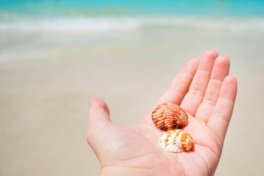 Güzel mavi deniz arka plan üzerinde elinde deniz kabuğu