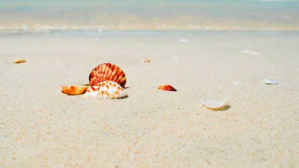 Fundo de verão, conchas à beira-mar, paisagem tropical — Fotografia de Stock