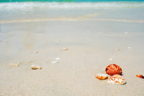 Sfondo estivo, conchiglie in riva al mare, paesaggio tropicale — Foto Stock