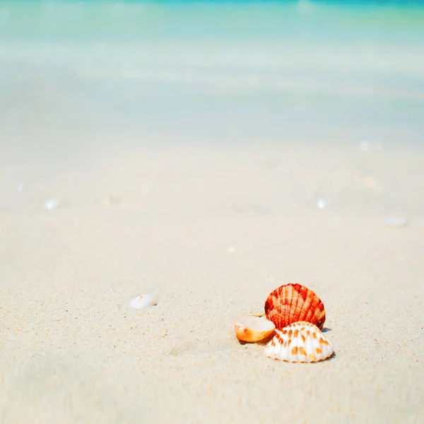 Zomer achtergrond, schelpen aan zee, tropische landschap — Stockfoto