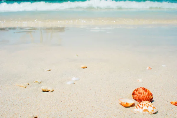 Sfondo estivo, conchiglie in riva al mare, paesaggio tropicale — Foto Stock
