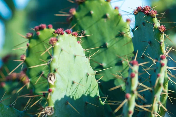 A tövisek és virágok kert kaktusz. — Stock Fotó