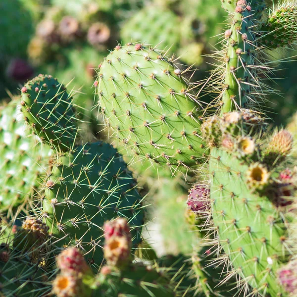 Kaktus i trädgården med blommor och törnen. — Stockfoto