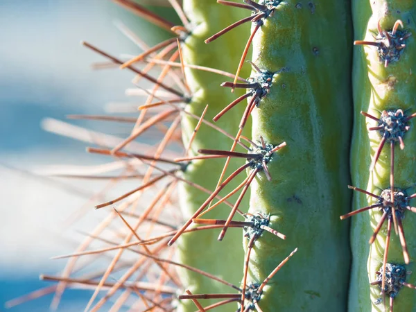 Kaktusz, hosszú tüskék. Gyönyörű, természetes textúra, közeli — Stock Fotó