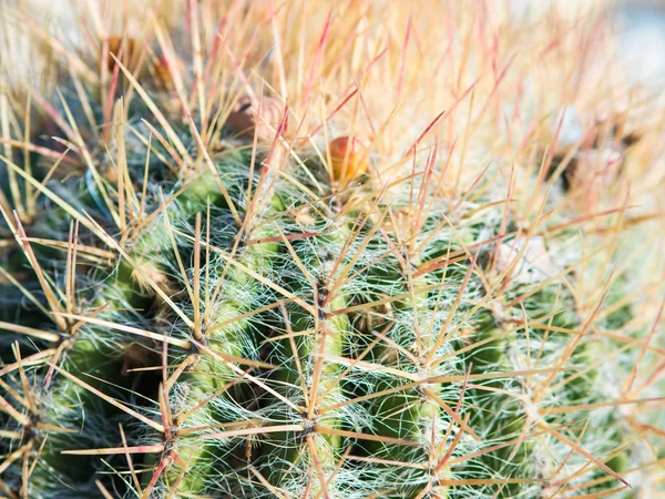 Tetején a kaktusz, hosszú tüskék. Gyönyörű, természetes textúra, közeli — Stock Fotó