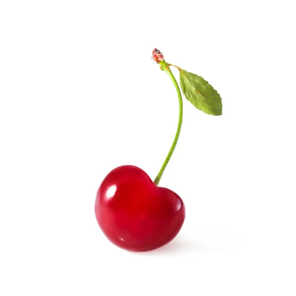 One cherry on a twig with  leaf. Isolated on white, close-up — Stock Photo, Image