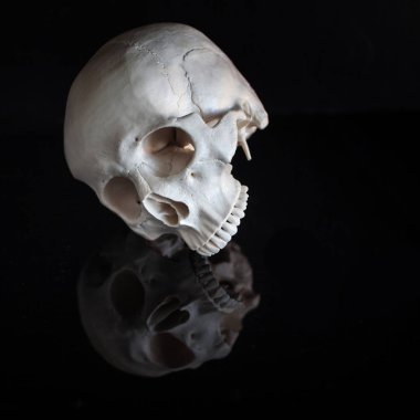 Human skull. Halloween. On black glossy background with reflection clipart