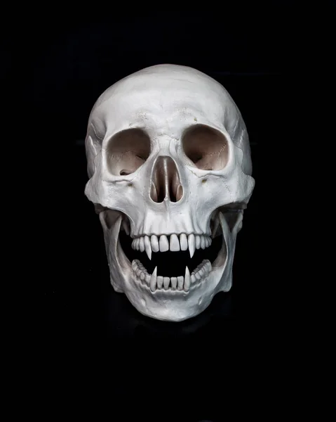 Dead vampire. Human skull with vampire fangs — Stock Photo, Image