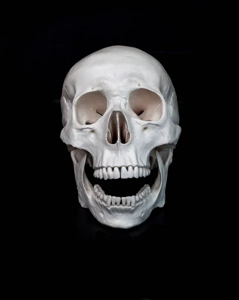 Crânio. Crânio humano com a boca aberta . — Fotografia de Stock