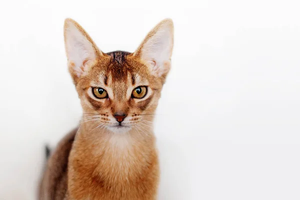 Gatinho abissínio. Retrato de close-up — Fotografia de Stock