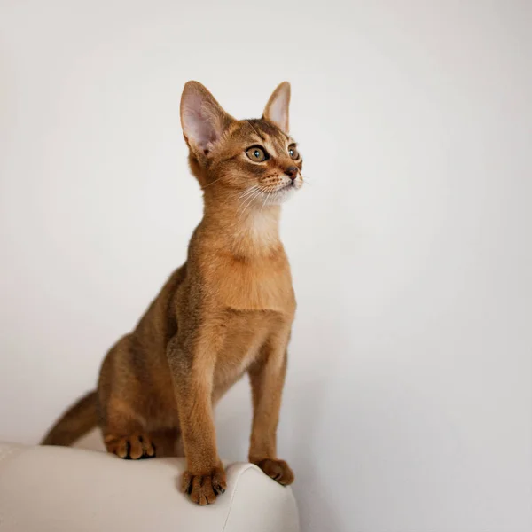 Chaton abyssinien. Gros plan portrait — Photo