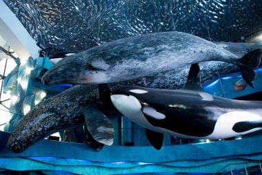 Vladivostok, Rusya - 18 Ağustos 2018: Balinalar, heykeller tavan altında. Vladivostok Oceanarium salon tasarım