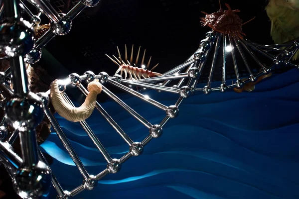 Владивосток, Російська Федерація - 18 серпня 2018: ДНК і трилобіти, концепції еволюції життя — стокове фото