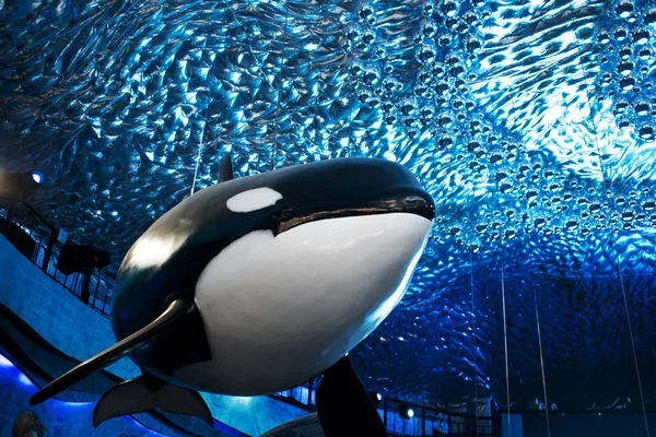 Vladivostok Russia August 2018 Killer Whale Sculpture Lobby Aquarium — Stock Photo, Image