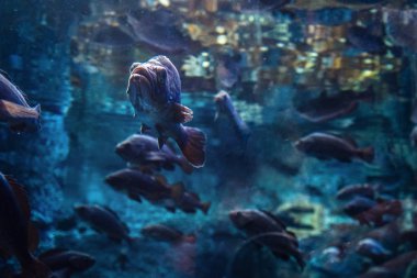 Oceanarium, nadir tür-in balık ile büyük akvaryum