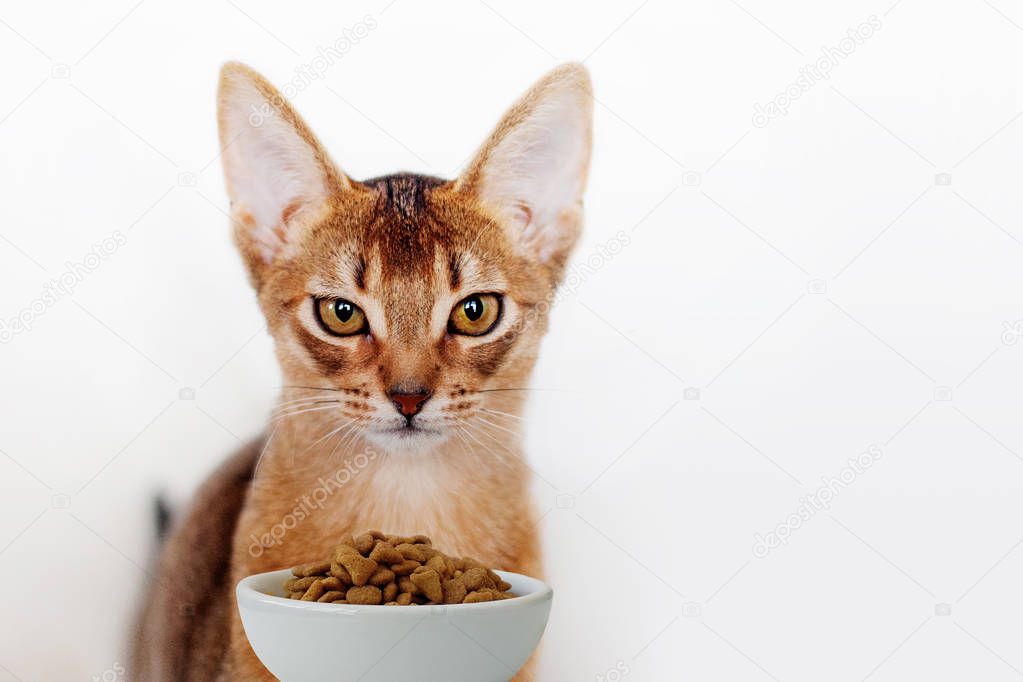 Abyssinian kitten and cat food feeder. Close-up portrait