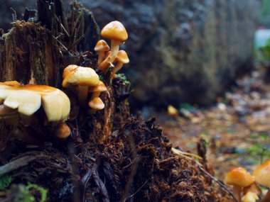 Mushrooms in the autumn forest. a lot of mushrooms on rotten tree stump clipart