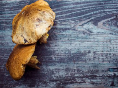 Ahşap bir masa üzerinde mantar. Natürmort, mantar hasat