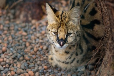 Serval Hayvanat Bahçesi, Uykulu vahşi kedi 