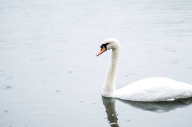 Beyaz Kuğu. Birlikte Beyaz Kuğu, Çift gölde yüzüyor