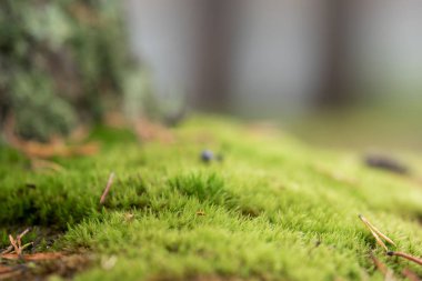 Taze yeşil yosun, sığ derinlik-in tarla