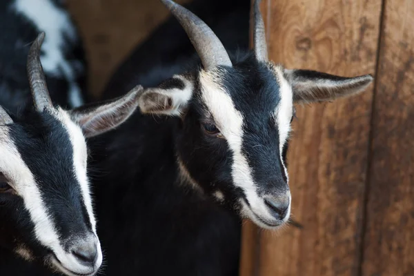 Funny black and white goats on the farm — Stock Photo, Image