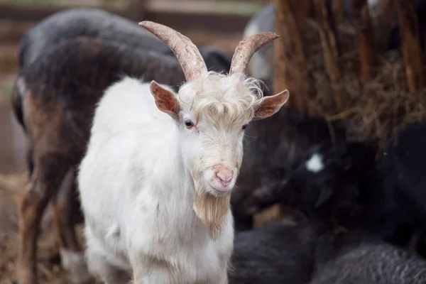 Chèvres noires et blanches drôles à la ferme — Photo